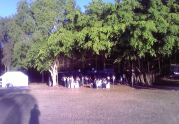 smrex-smeal-under-tree